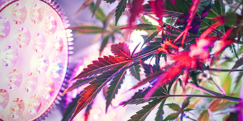 Comment Installer Des Lampes Latérales Pour Les Plants De Cannabis ?