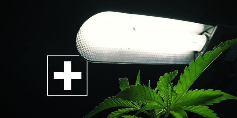 Les Avantages De L’Éclairage Latéral Pour Le Cannabis