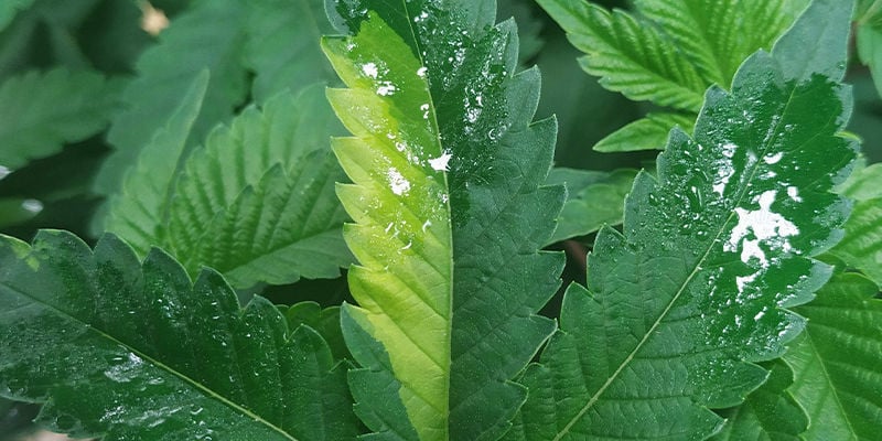 Feuilles Bicolores