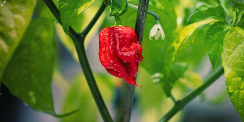 Piments Carolina Reaper