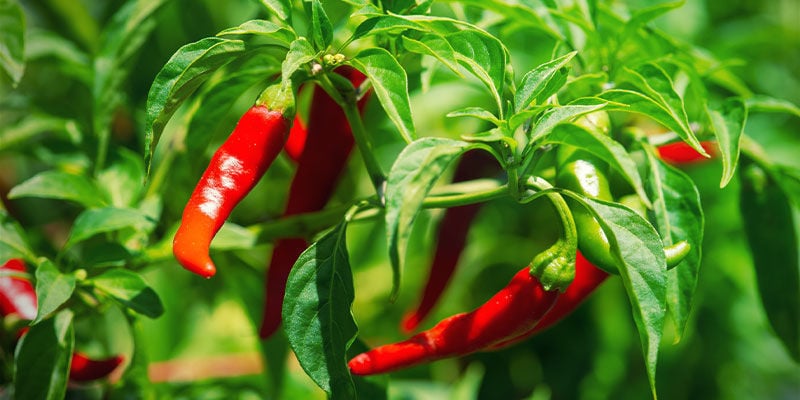 Piments de Cayenne