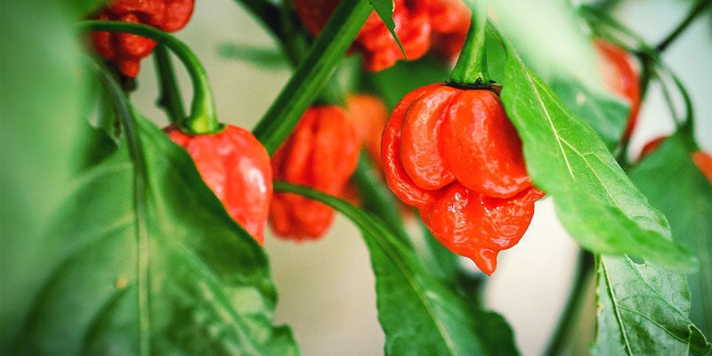 Piments Habanero