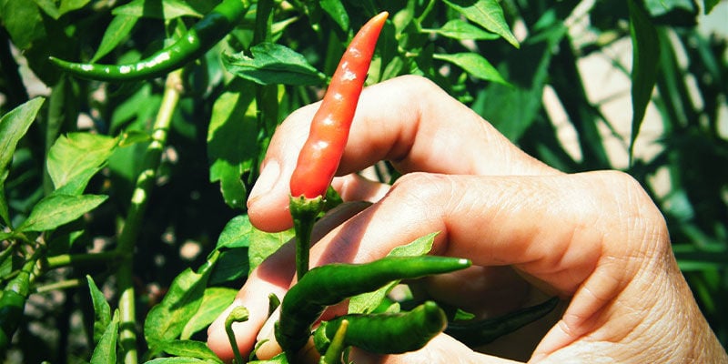 Comment bien récolter ses piments ?