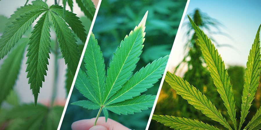 Quelle Est La Différence Entre Le Chanvre, Le Cannabis Et L'herbe ?