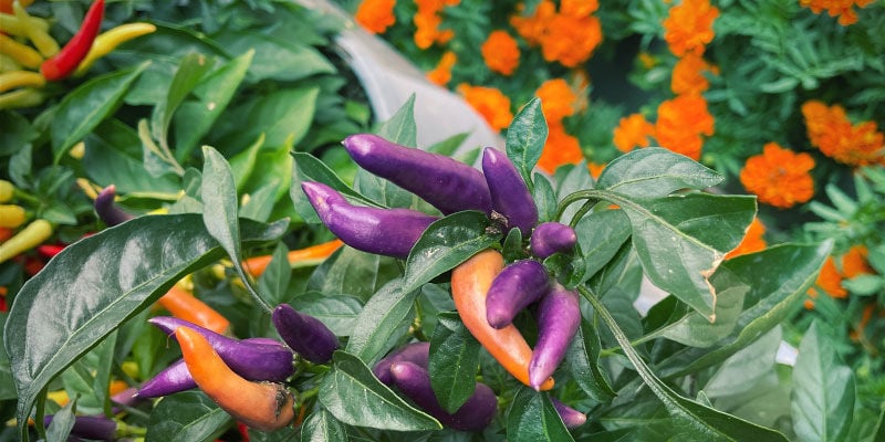 3 Plantes Compagnes Pour Les Piments : Les Fleurs