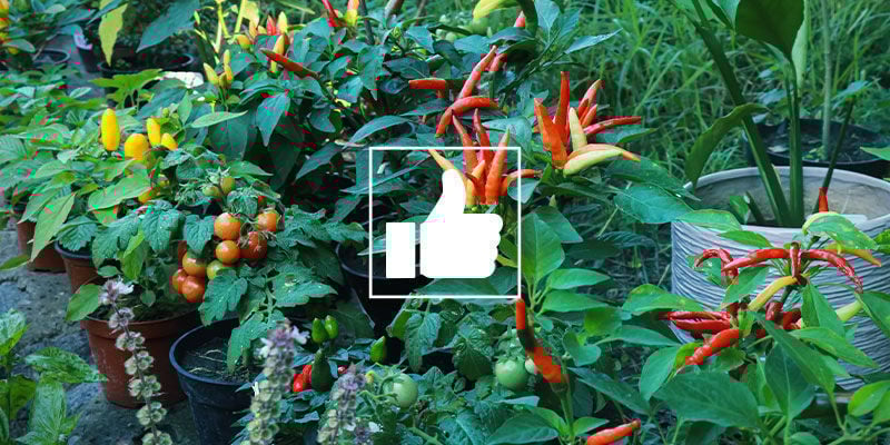 Quels Sont Les Bienfaits Des Plantes Compagnes Pour Les Piments ?