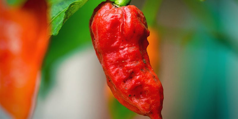 Commencez Avec La Variété De Piment La Plus Forte En Termes De SHU