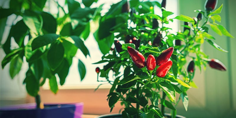 Comment planter et cultiver les piments ? - Mondo Jardin