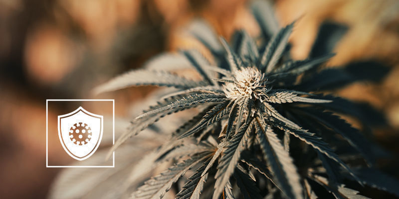 Le Cannabis Peut-Il Aider À Lutter Contre Le COVID-19 ?