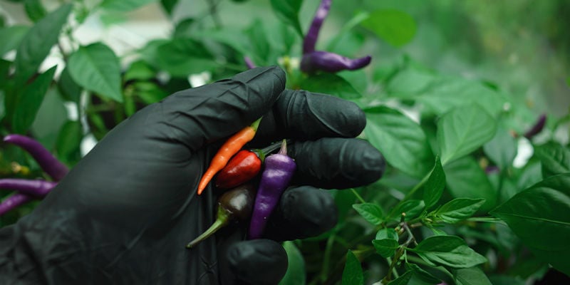 Quand cueillir les piments ?