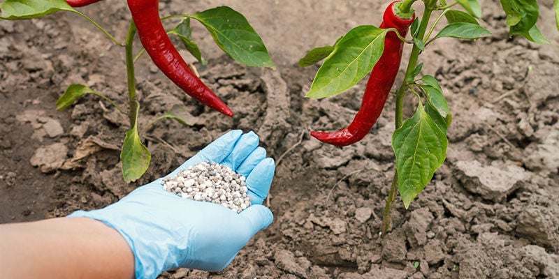 Comment fertiliser les plants de piment