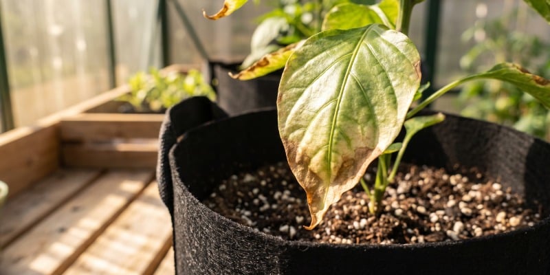 Conseils pour fertiliser les piments forts Conseils pour fertiliser les piments forts