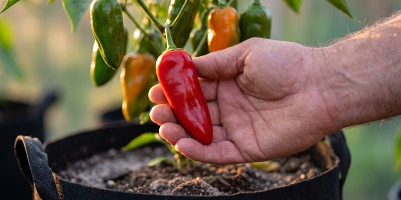 Fertilisation et force du piquant : l’engrais peut-il jouer sur la chaleur ? Fertilisation et force du piquant : l’engrais peut-il jouer sur la chaleur ?