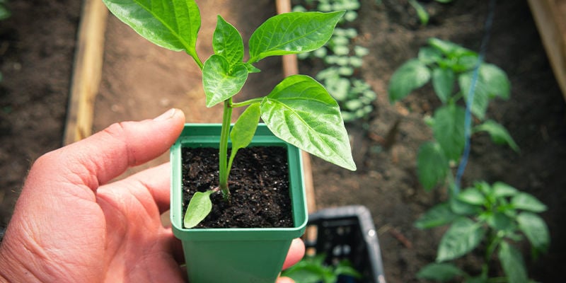 Renforcer Les Plants De Piment