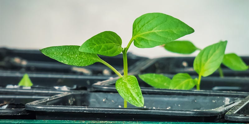 Démarrer Des Plants De Piment En Intérieur