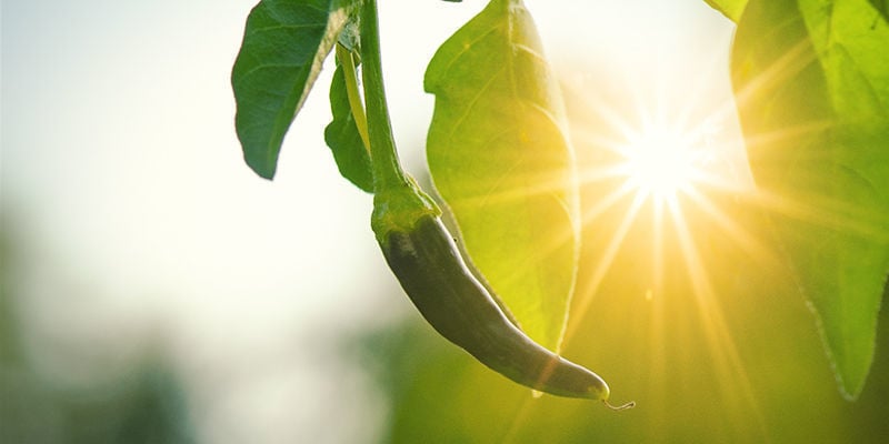 Pourquoi Cultiver Des Piments En Extérieur ?