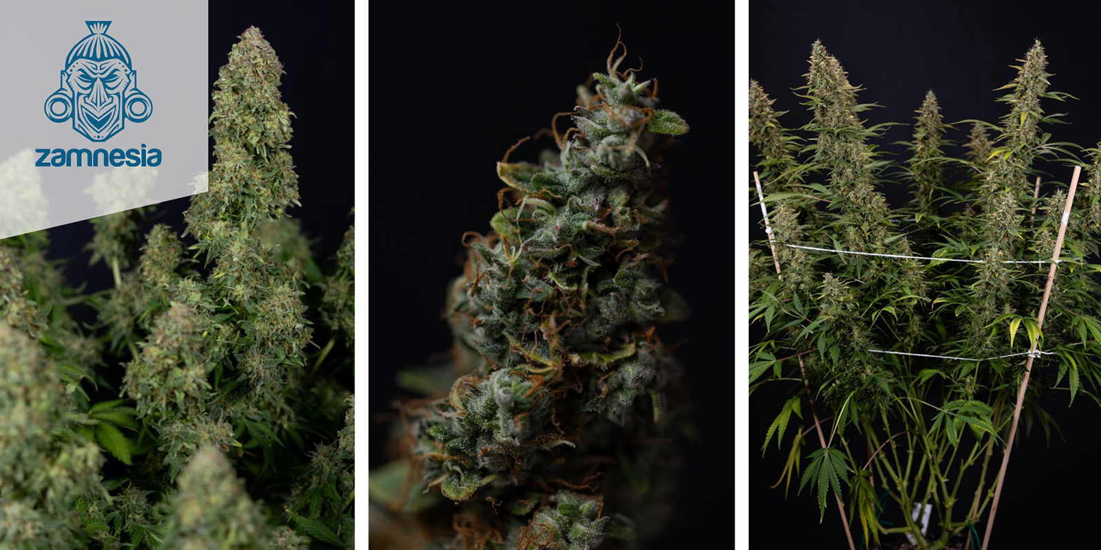 Ghost Train Haze (Zamnesia Seeds) f&eacute;minis&eacute;e