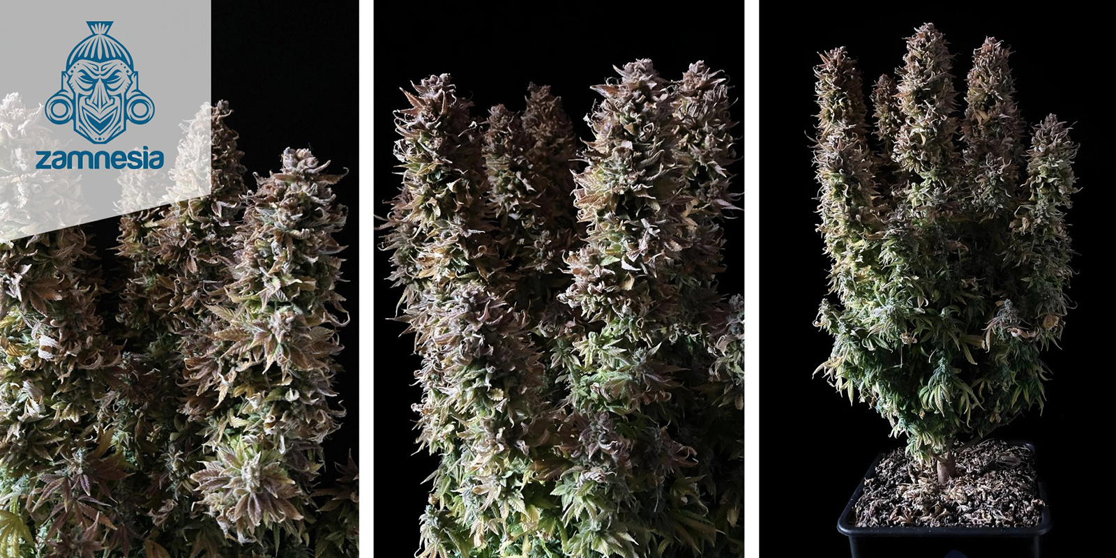 Panama Red (Zamnesia Seeds) f&eacute;minis&eacute;e