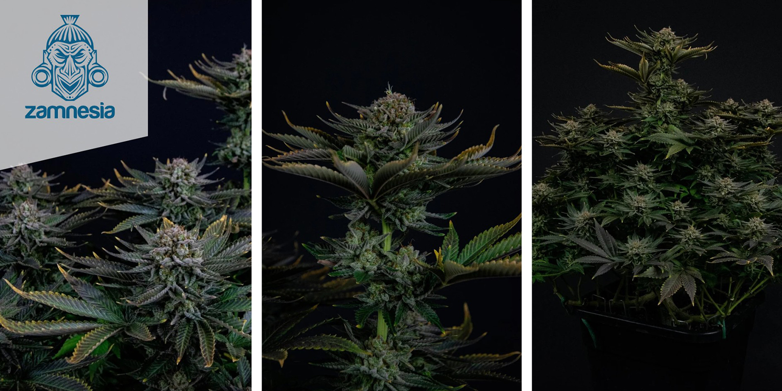 Runtz (Zamnesia Seeds) f&eacute;minis&eacute;e