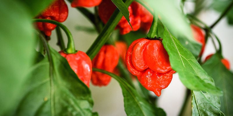 Comment Cultiver Le Carolina Reaper