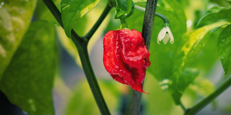 Voici “Pepper X”, le piment le plus fort du monde ! - La DH/Les