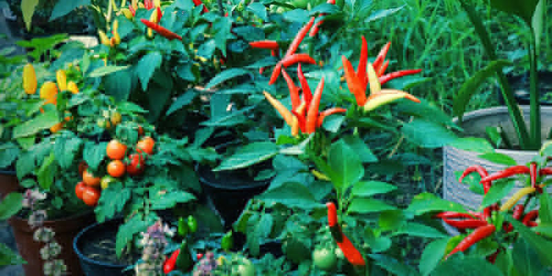 Comment Prévenir Des Nuisibles Sur Les Plants De Piment ?