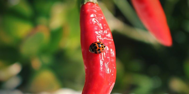 Les Coccinelles