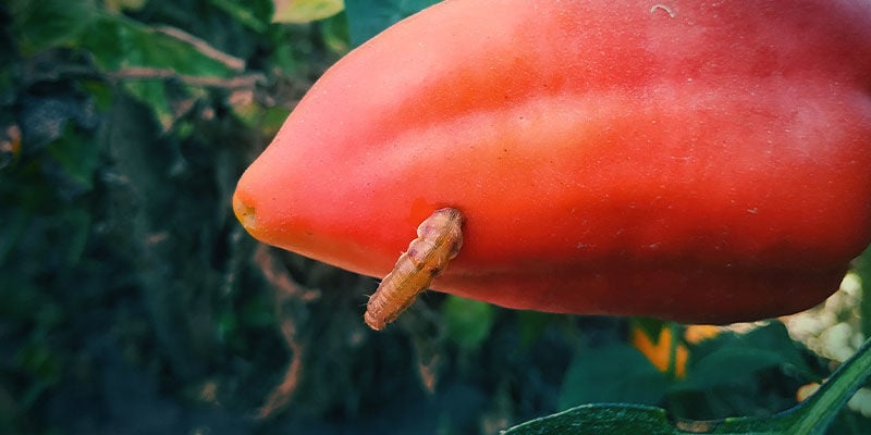 Les Asticots Des Mouches Du Piment