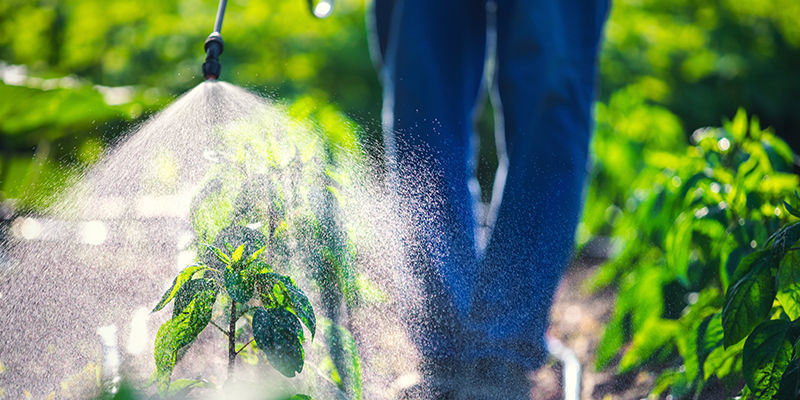 Les pesticides naturels sont-ils meilleurs que les pesticides de synthèse ?