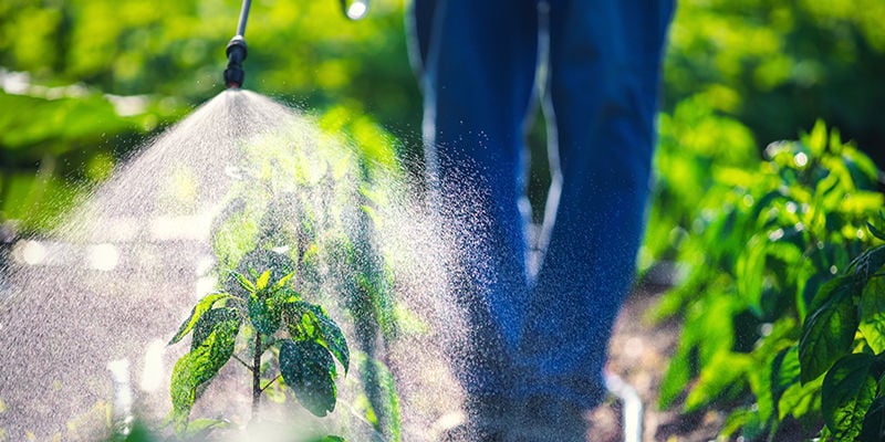 Les pesticides naturels sont-ils meilleurs que les pesticides de synthèse ?