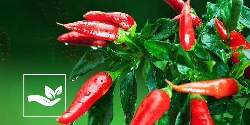 Avantages Des Pesticides Naturels
