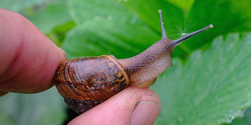 Se Débarrasser Naturellement Des Nuisibles Des Plantes