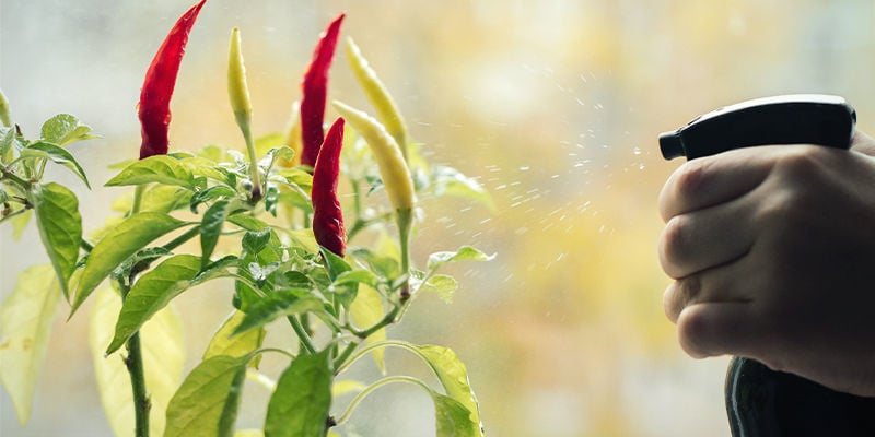 Comment Utiliser Les Pesticides Naturels Sur Les Plants De Piment