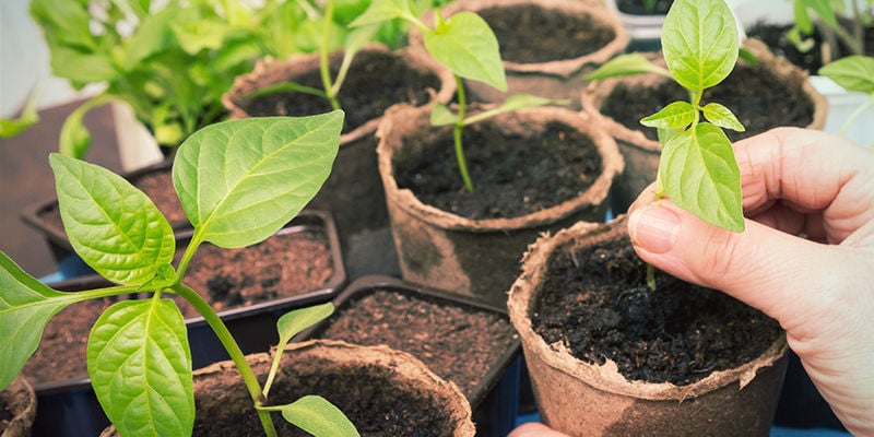 Acclimatation Des Plants De Piments : Un Guide En Deux Étapes