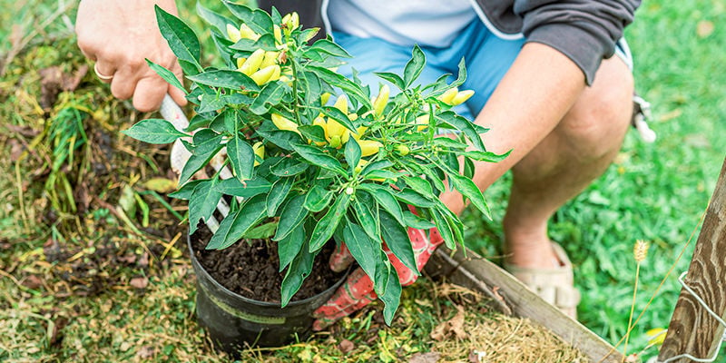 Peut-on transplanter des piments en cours de fructification ?