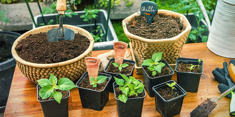 Comment transplanter des piments dans de plus grands pots