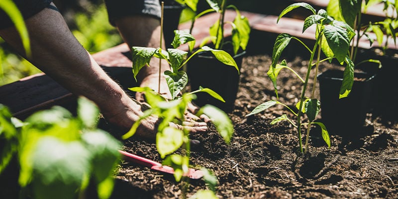 Comment transplanter les plants de piment dans votre jardin