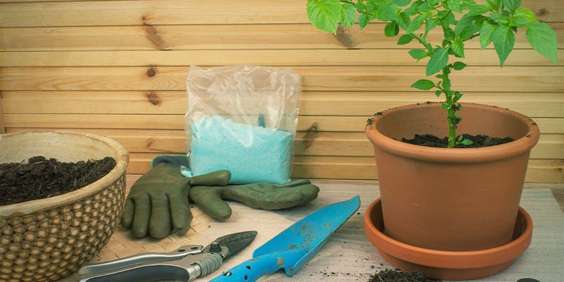 Transplanter Des Plants De Piment: En intérieur