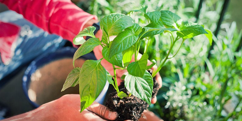 Transplanter Des Plants De Piment: En extérieur
