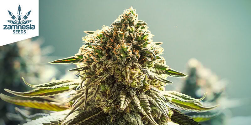 Apple Fritter Automatic
