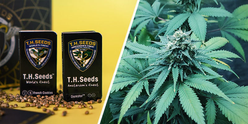 25th Anniversary Box Set Special (T.H. Seeds)