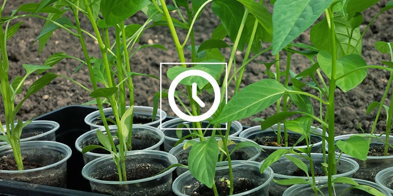 Combien de temps prend le clonage des plants de piment ?Combien De Temps Prend Le Clonage Des Plants De Piment ?