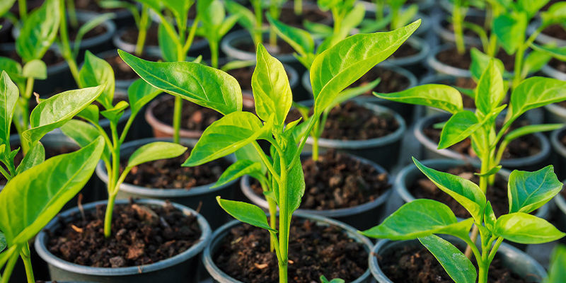 Toutes Les Variétés De Piments Peuvent-elles Être Clonées ?