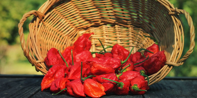 Quels Sont Les Meilleurs Piments Pour Faire De La Sauce Piquante Maison ?