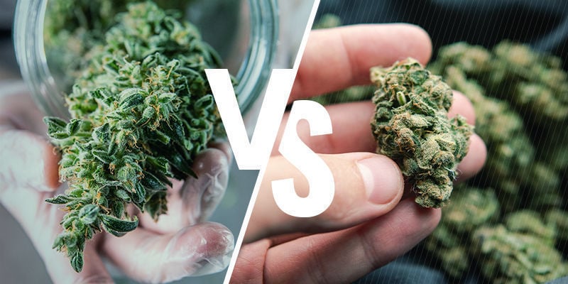 Cannabis Brut Ou Décarboxylé : Quelle Est La Différence ?