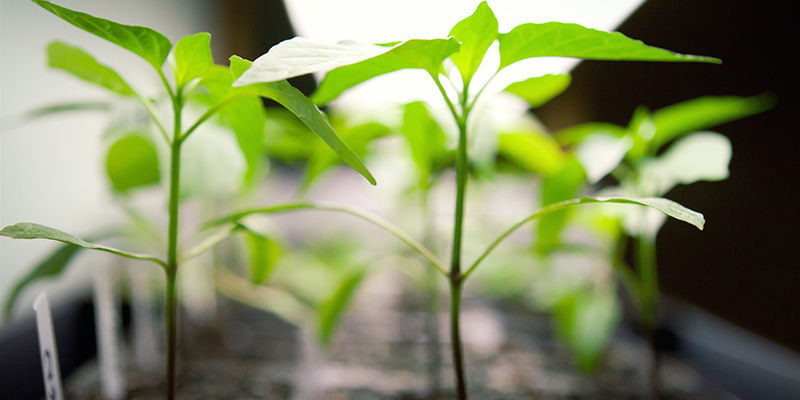 Quelle Est La Meilleure Lampe De Culture Pour Les Piments ?