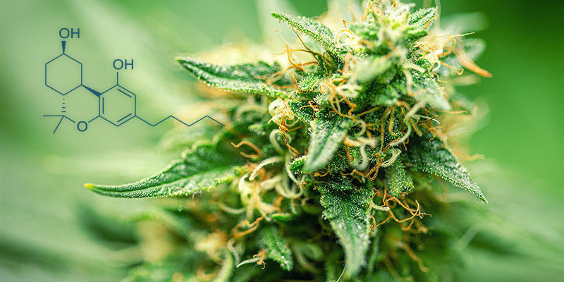Qu’est-ce que l’héxahydrocannabinol (HHC) ?