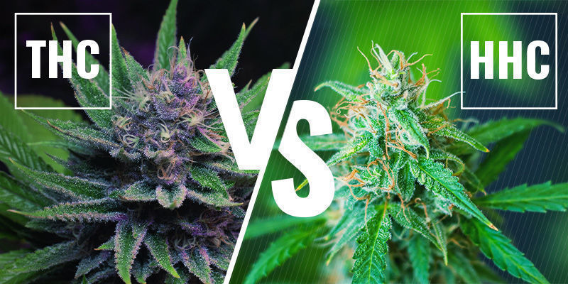 Quelle est la différence entre le HHC et le THC ?