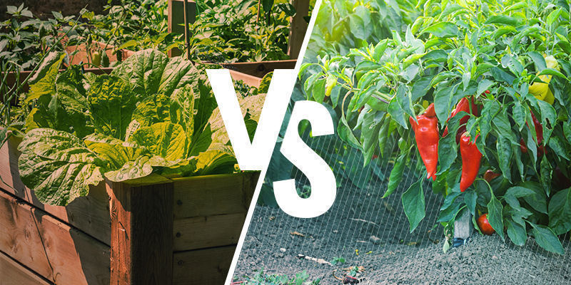 Carré potager vs culture en sol