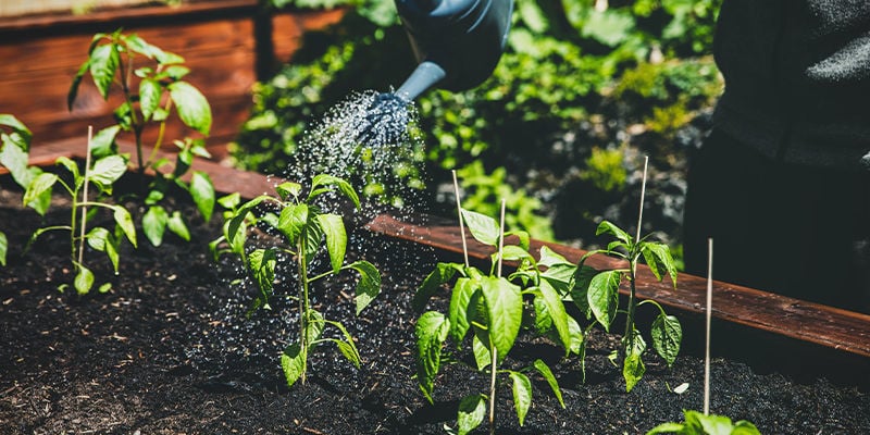 Devriez-vous planter vos piments dans un carré potager ?